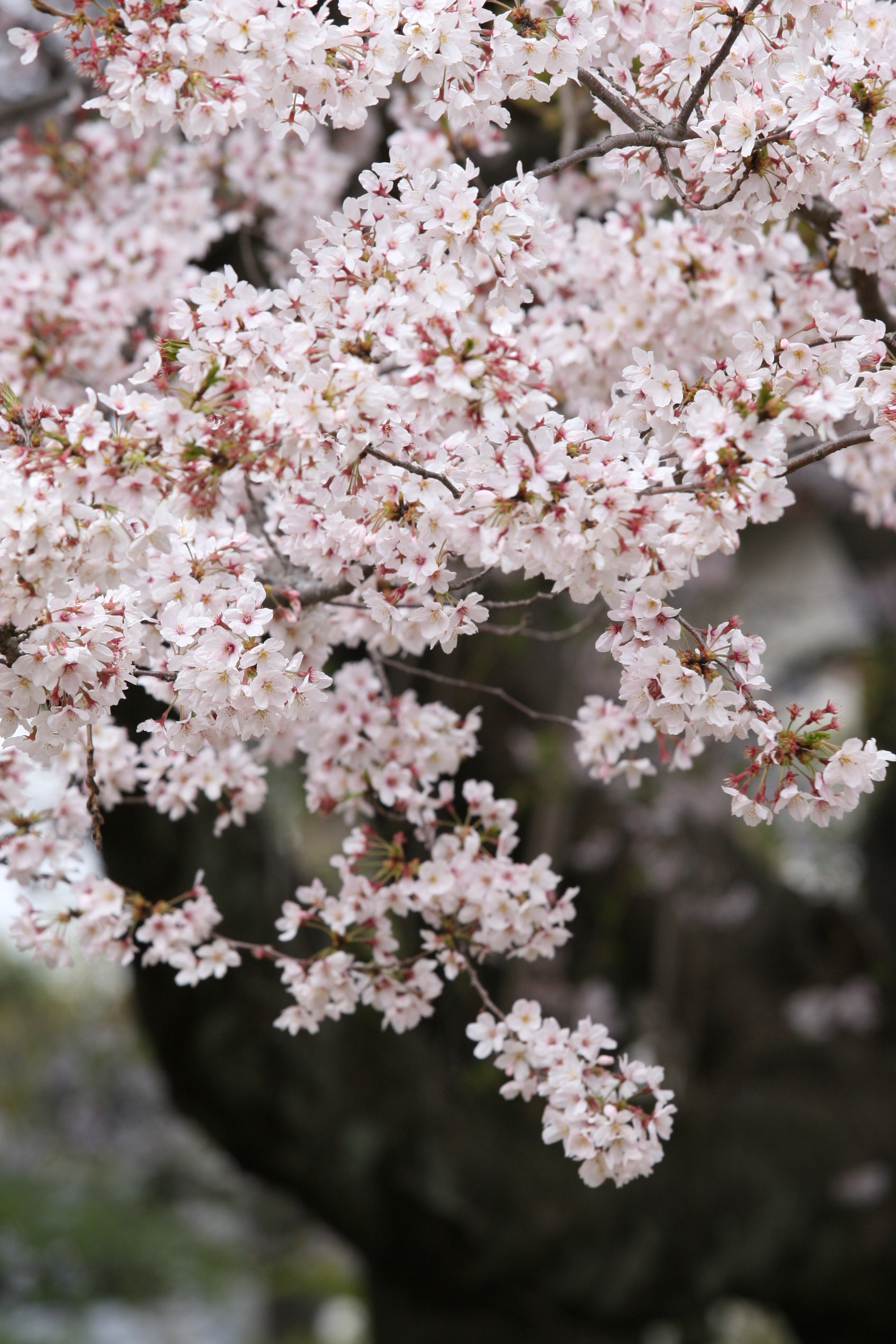 桜の枝 開花とつぼみ フリー写真素材 Photy S Free Photo フリー写真素材