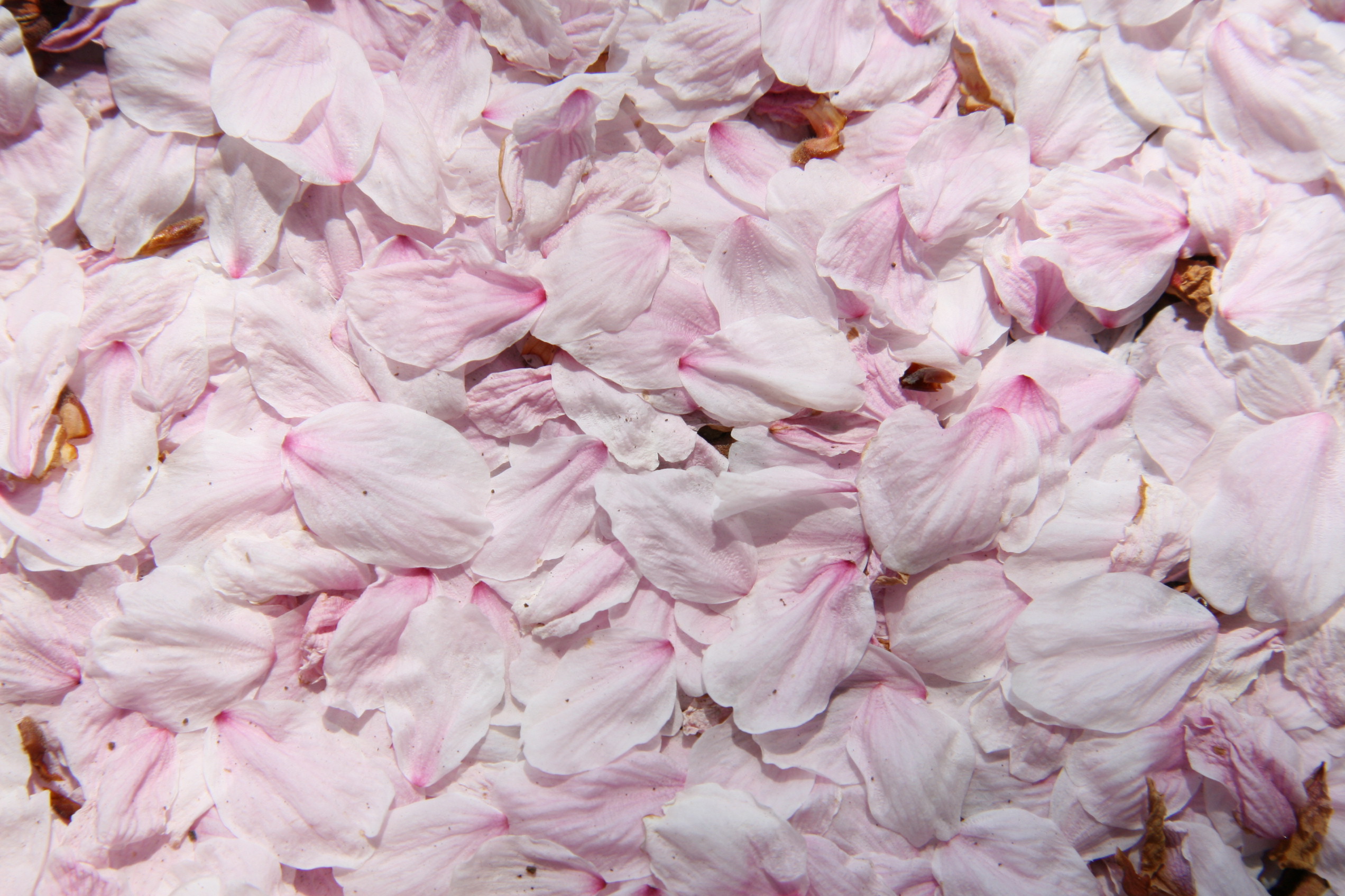 積もった桜の花びら フリー写真素材 Photy S Free Photo フリー写真素材