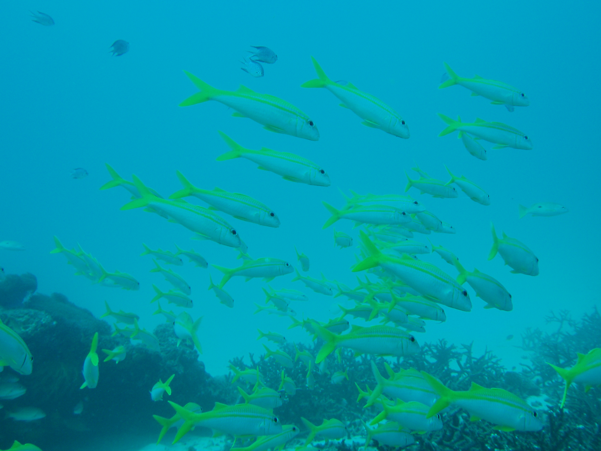 プーケットのお魚 きろいシリーズ プーケットのダイビングとタイ料理にハマりました