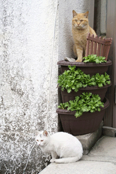 飛び降りネコ P M Blog