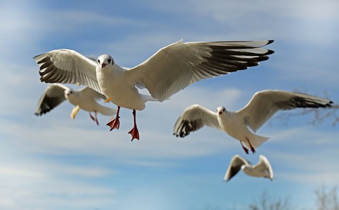 seagulls-659344_1280