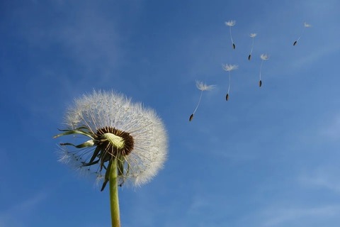 dandelion-463928_960_720