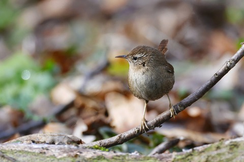 eurasian-wren-7782691_1280