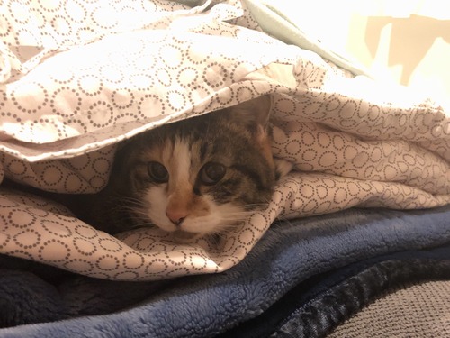 A3DC55C7-48DA-4525-A6D4-A988E3550BC4