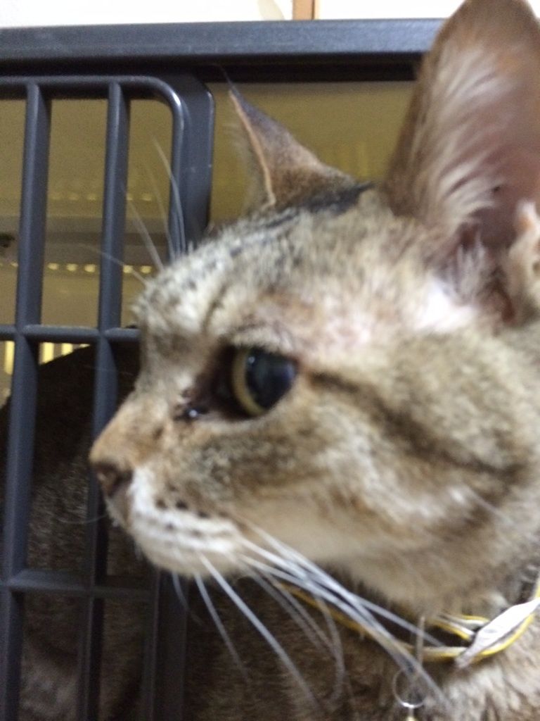 大分県迷い猫～この子保護されています！ : 行方不明猫～はるか～