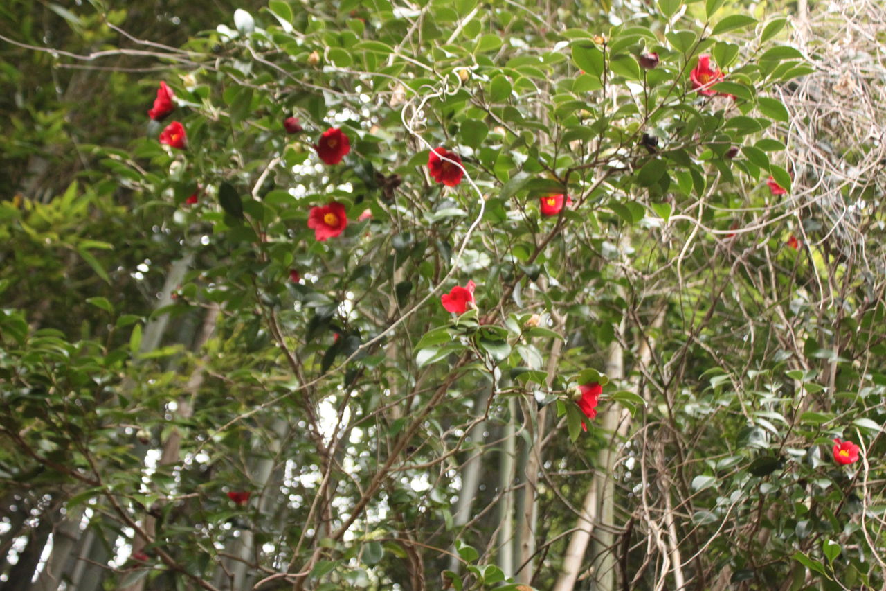 藪椿 Piare ブログ