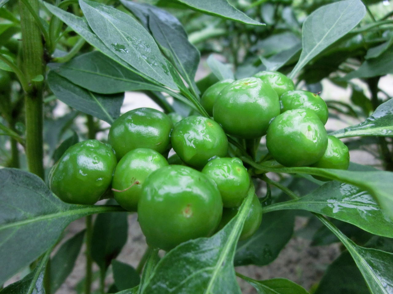 観賞用とうがらしと オクラとカラーの花 Sora Tobu Kのblog