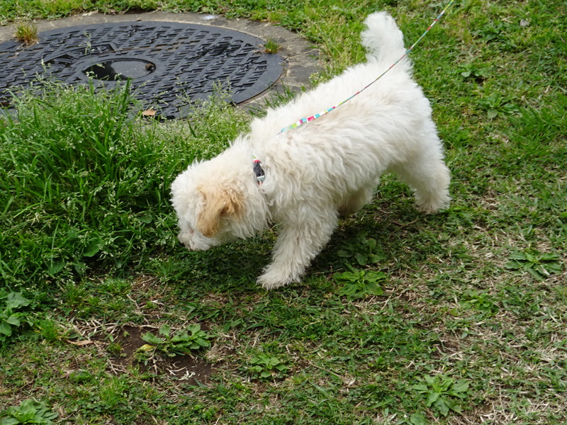 DSC00987