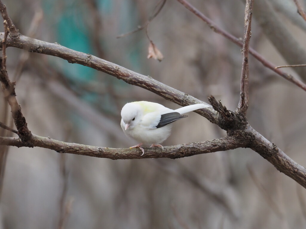 神様の使いか？ : Like wild birds