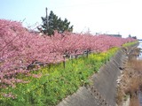 フォングライムさん桜01