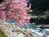フォングライムさん桜02