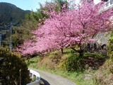 フォングライムさん桜03