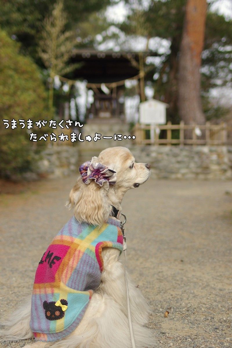 霊犬神社で初詣 アメコカ姫のぴこぴこ物語 霊犬神社で初詣 アメコカ姫のぴこぴこ物語