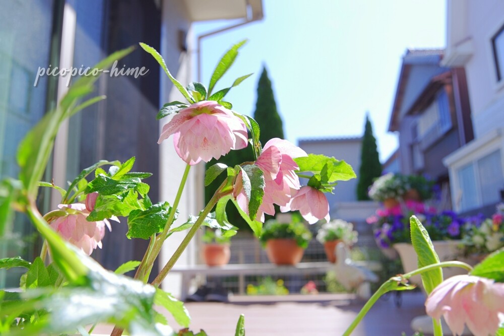 クリスマスローズ アメコカ姫のぴこぴこ物語