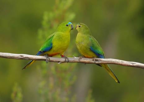 動物 カラフルな鳥同士の愛の営み 画像19pics Pictures Life Beautifl Favorite Funny Of The World 動物 カラフルな鳥同士の愛の営み 画像19pics Pictures Life Beautifl Favorite Funny Of The World
