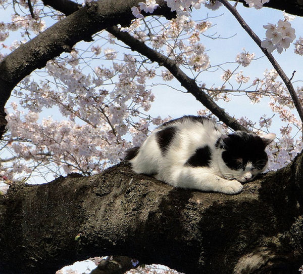 動物 桜と猫 画像pics Pictures Life Beautifl Favorite Funny Of The World