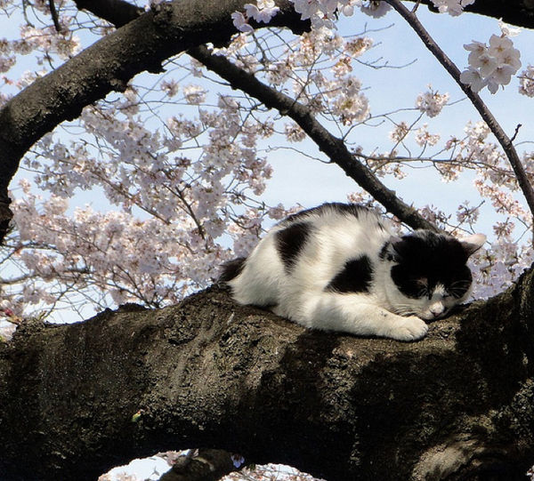 動物 桜と猫 画像pics Pictures Life Beautifl Favorite Funny Of The World 動物 桜と猫 画像pics Pictures Life Beautifl Favorite Funny Of The World