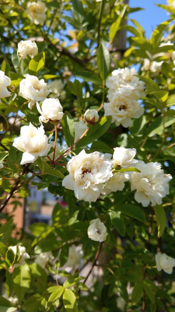 モッコウバラの中で一輪 こもれびの森 活動記録