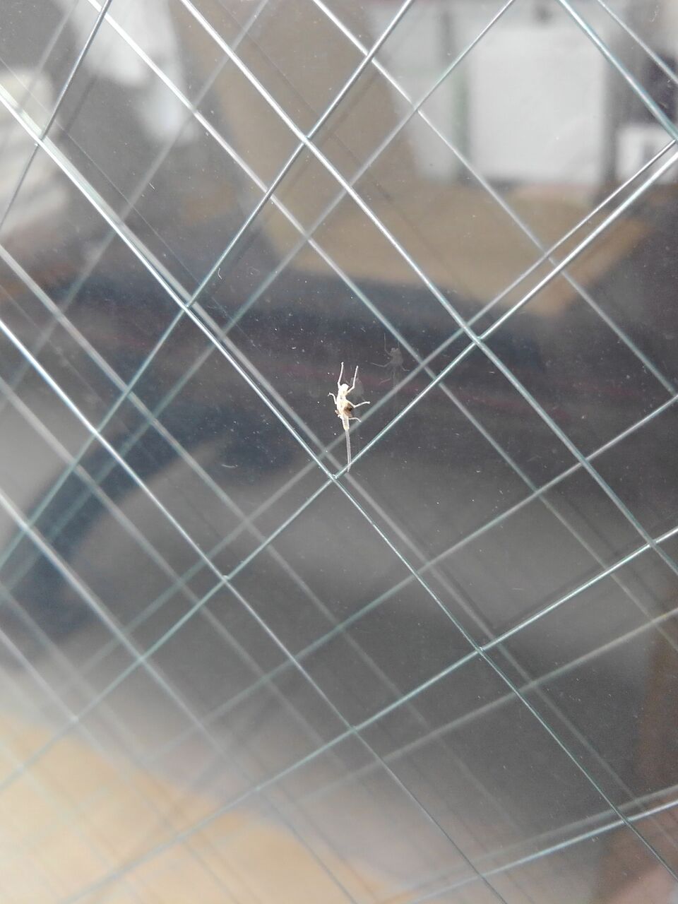 悲報 高層マンション住のワイ 謎の虫が大量発生してしまうｗｗｗ