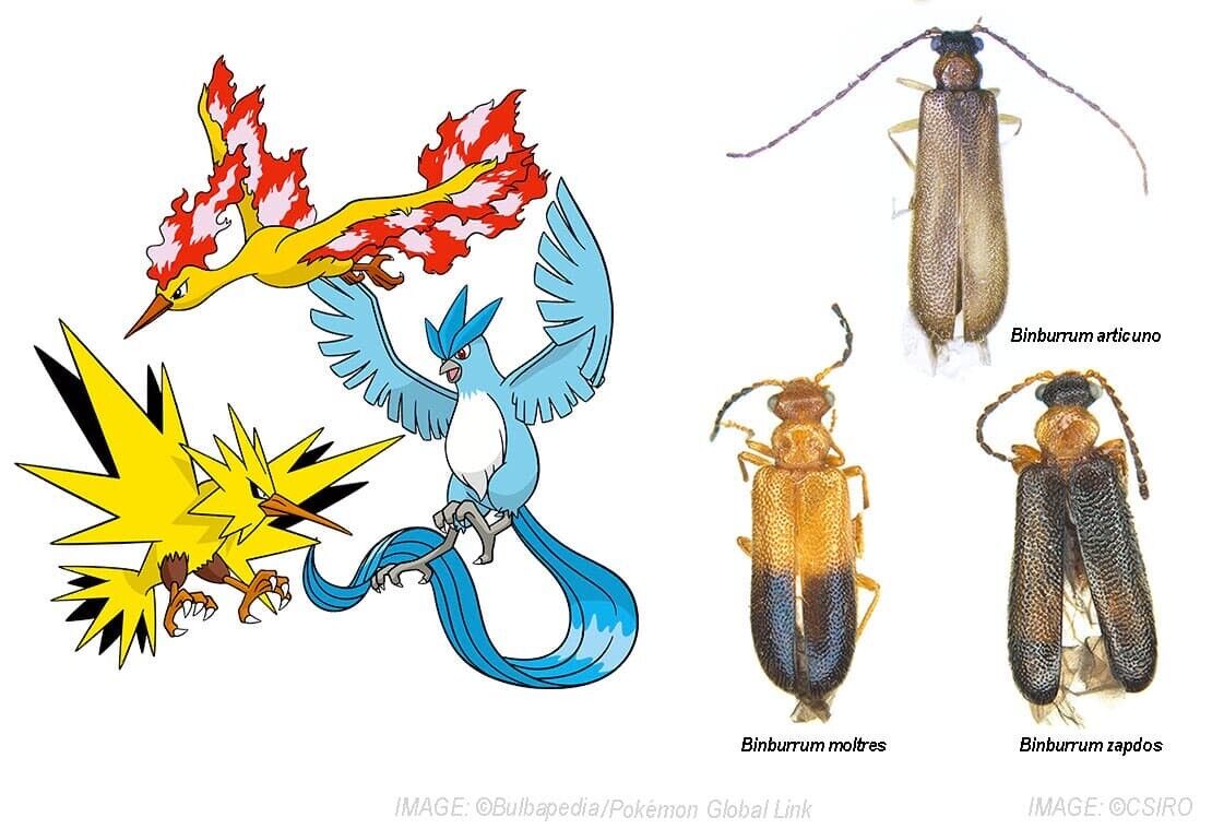 研究 新種の甲虫へ 伝説のポケモン にちなんだ学名 かつてトレーナーを夢見た昆虫学者が命名 ニライカナイf ふかや ちゃんねる 芸スポ速報 研究 新種の甲虫へ 伝説のポケモン にちなんだ学名 かつてトレーナーを夢見た昆虫学者が命名 ニライカナイf ふかや ちゃんねる 芸スポ速報