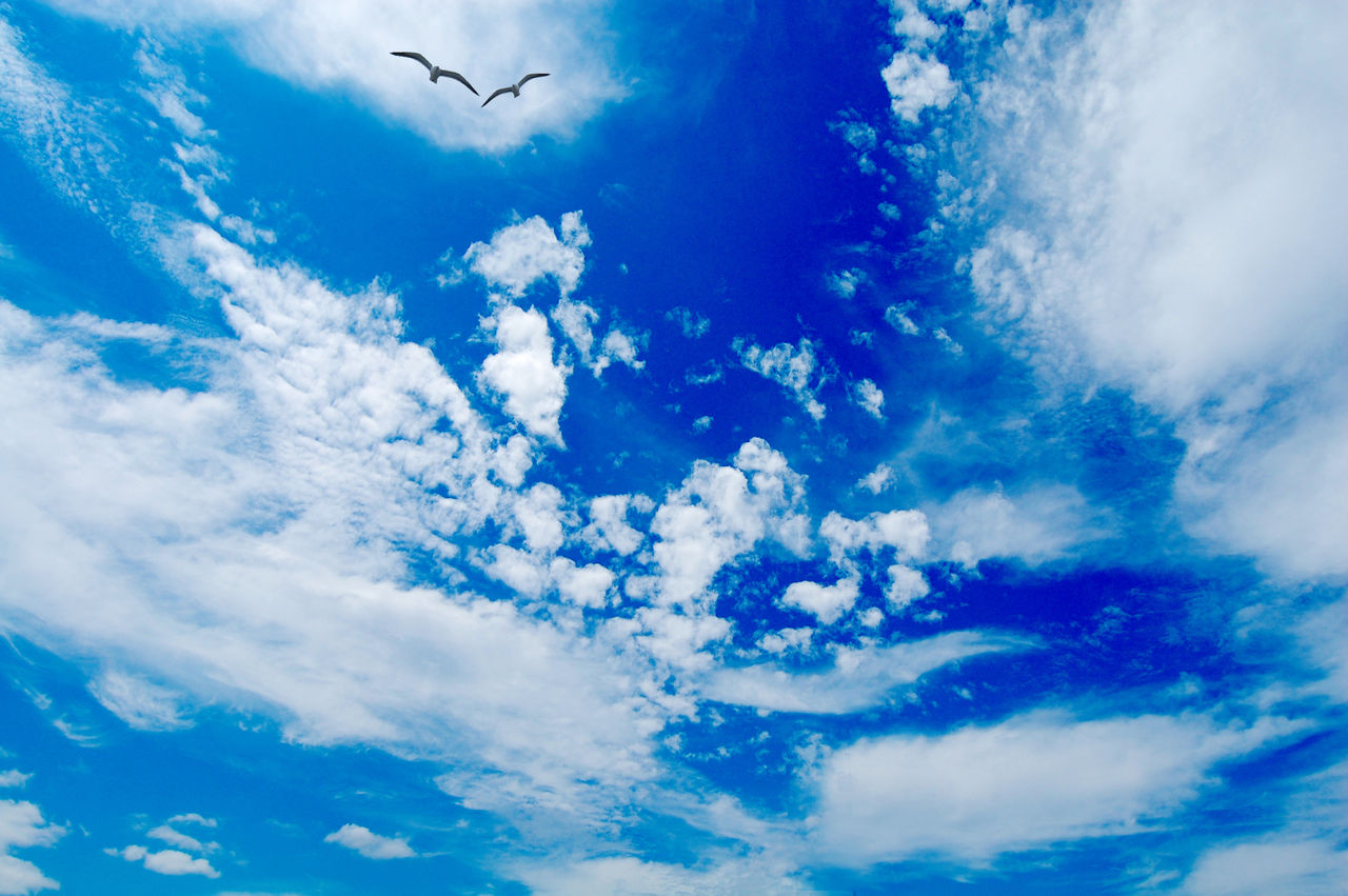 PIERROT「Dictators Circus Ⅶ」赤【DC7】 Amazon.co.jp: DICTATORS CIRCUS-奇術的旋律-(初回限定盤)(DVD付