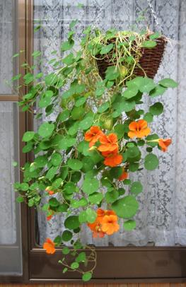 ナスタチウムのある風景 East Asian Cafe