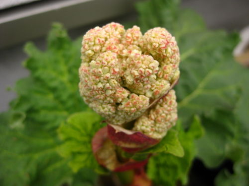 ルバーブの花 East Asian Cafe ルバーブの花 East Asian Cafe