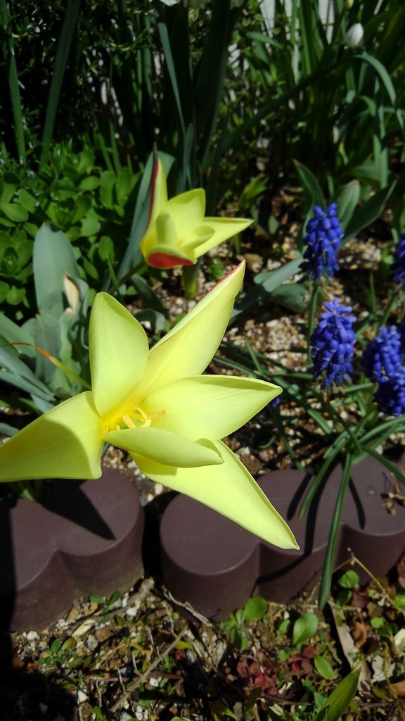 変種チューリップ East Asian Cafe