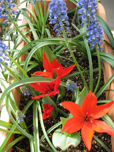 ムスカリ 2種 East Asian Cafe