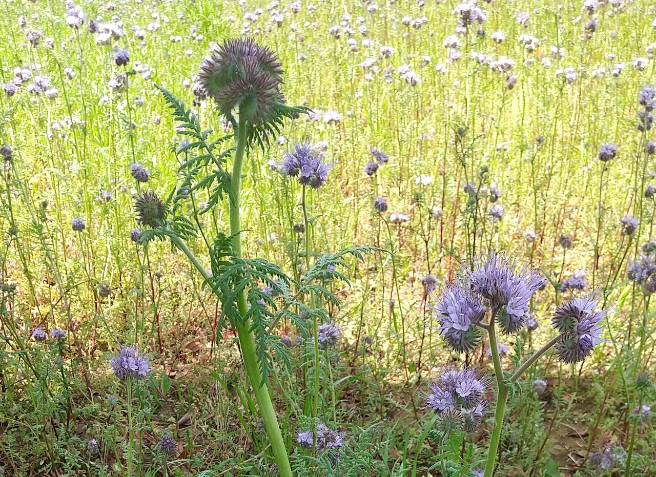 美しい緑肥 East Asian Cafe