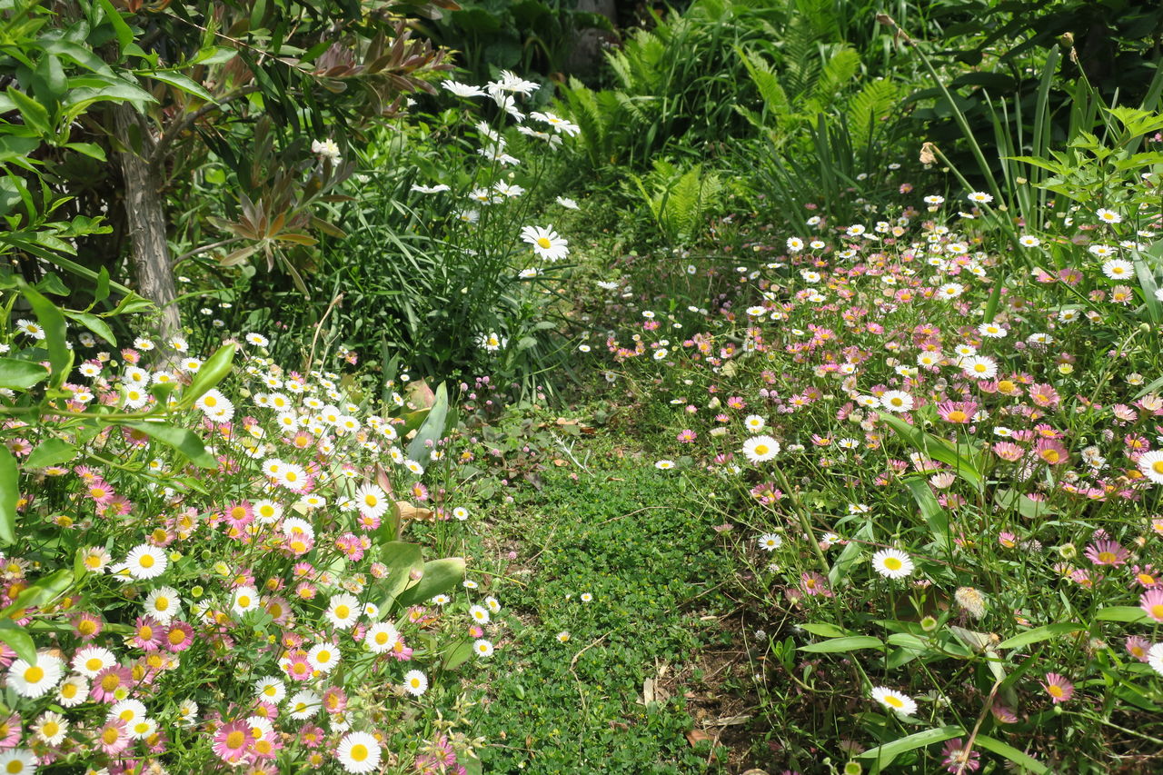 雑草に埋もれています East Asian Cafe