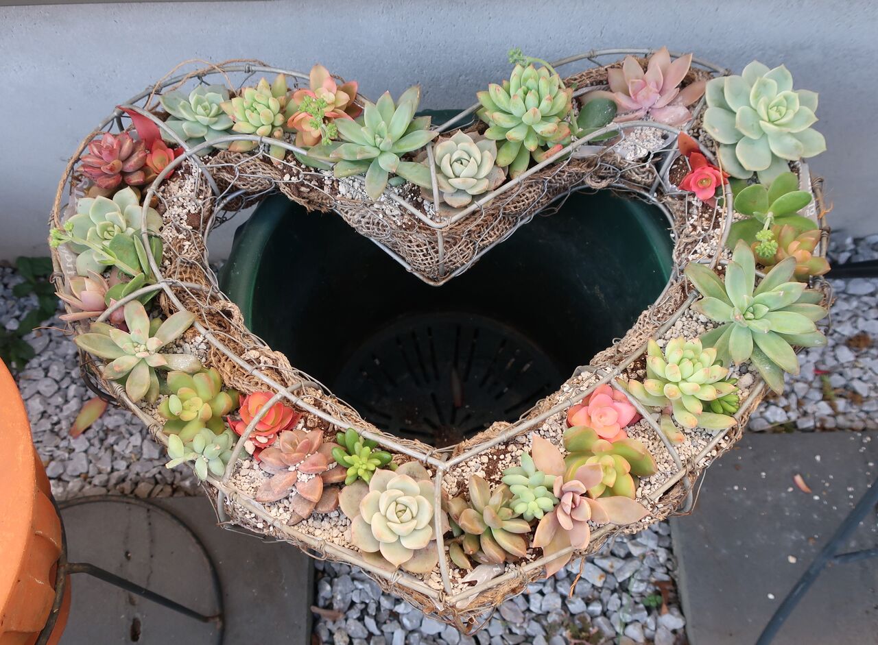 多肉のリース East Asian Cafe