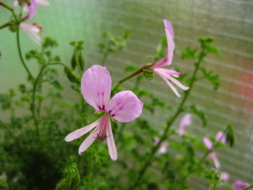 今年のオリーブは異変なのか East Asian Cafe