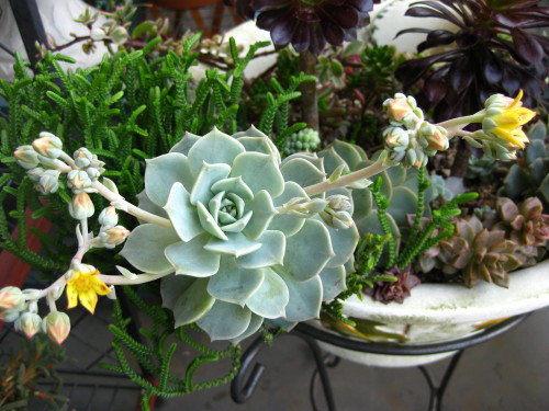 多肉大コンテナ１ 白牡丹とブルーライト East Asian Cafe