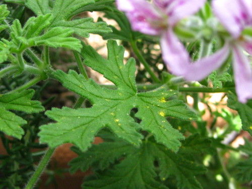 今年のオリーブは異変なのか East Asian Cafe