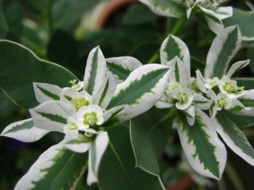 真夏の初雪草 East Asian Cafe