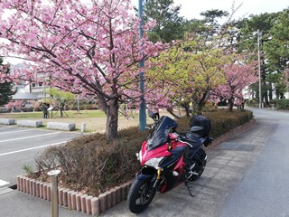 土肥の桜