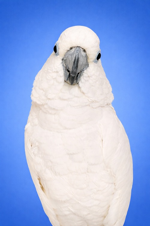 GetAttachmentThumbnail