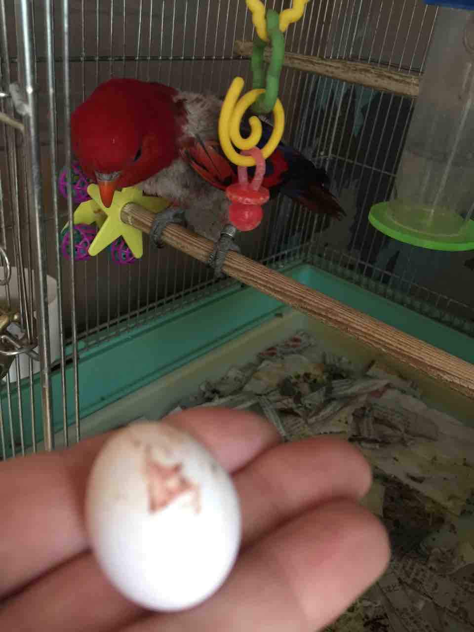 ヒインコ あ ちゃん 2個目の産卵 そして ぴっちゃん三二六