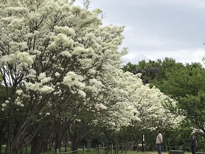 なんじゃもんじゃの花ほか 千葉市青葉の森公園 ピカピカ 人生 なんじゃもんじゃの花ほか 千葉市青葉の森公園 ピカピカ 人生