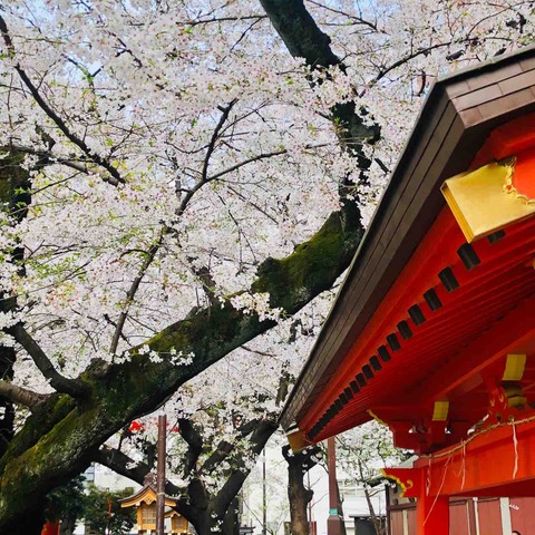 桜の花言葉知っていますか ぴかぴかな日々発見ブログ
