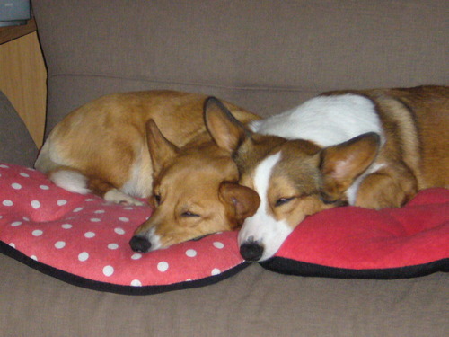 ゆき・うめ　すやすや