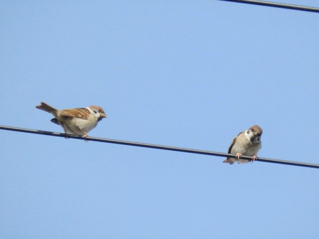 すずめの兄妹が電線で おりこう雀と自然の天使