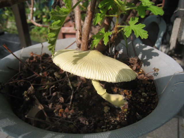 黄色いキノコ おりこう雀と自然の天使