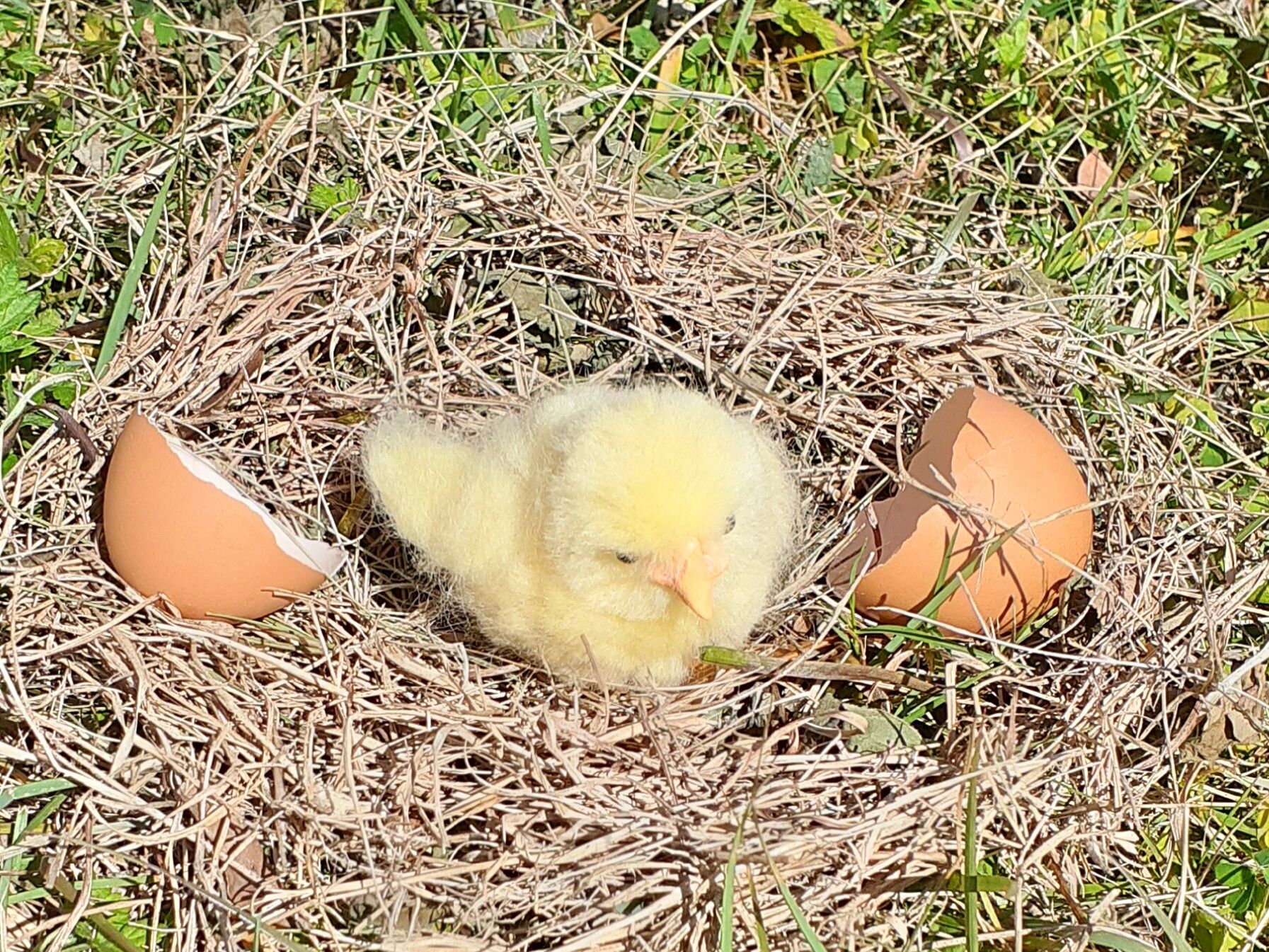 ヒヨコが生まれたよ おりこう雀と自然の天使 ヒヨコが生まれたよ おりこう雀と自然の天使