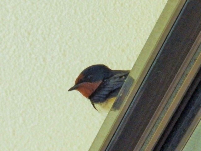 燕の卵孵化 天敵現る おりこう雀と自然の天使