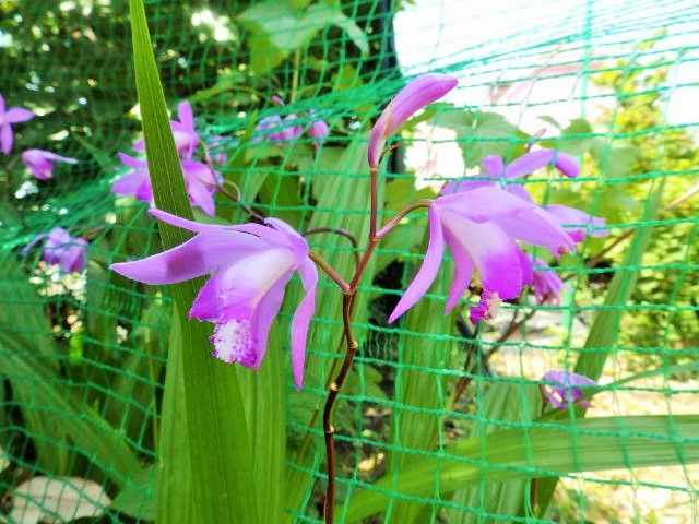 食用花 エディブルフラワー おりこう雀と自然の天使