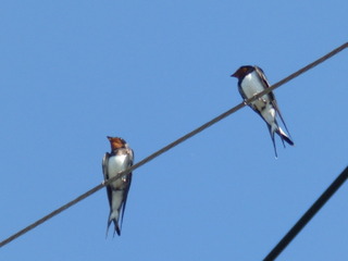 P7060929