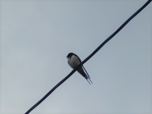 燕 きじ鳩 ひよどり 雀の近況 おりこう雀と自然の天使