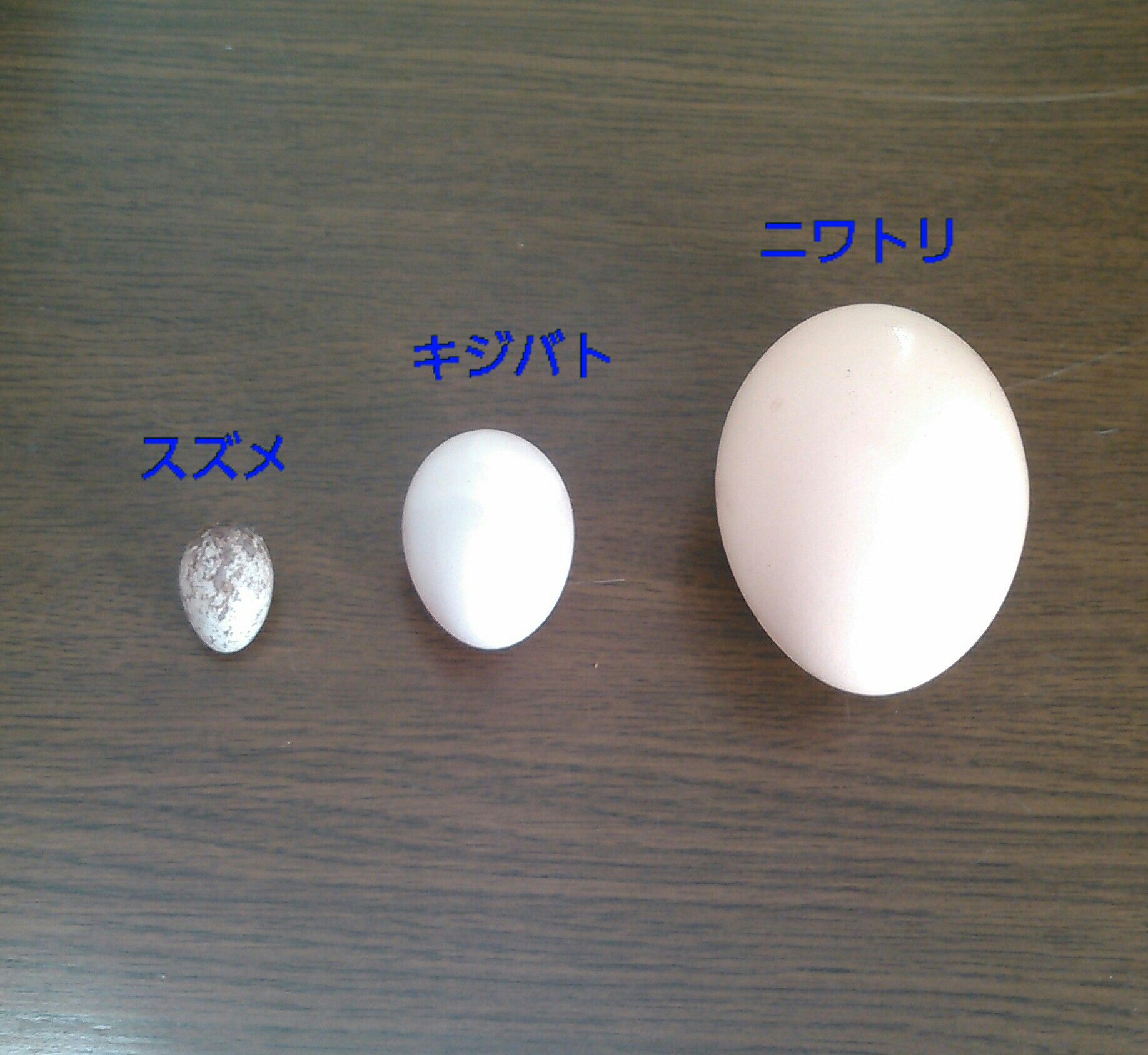 きじ鳩の卵 雀の卵 鶏の卵 おりこう雀と自然の天使